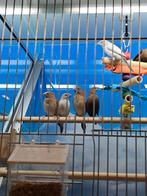 zilverbekjes, Dieren en Toebehoren, Vogels | Overige Vogels, Meerdere dieren, Tropenvogel