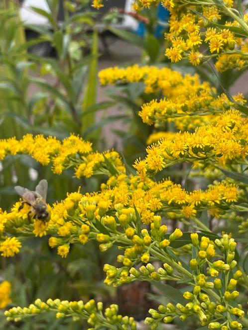 Kluit Gulden Roede. Gifvrij & duurzaam gekweekt.Bijentrekker, Tuin en Terras, Planten | Tuinplanten, Overige soorten, Volle zon