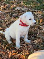 🩷🫶prachtige LabradorRetriever x Dalmatier)teefjes🩷🫶, CDV (hondenziekte), 8 tot 15 weken, Teef, Labrador retriever