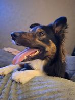 Gouden mand gezocht voor Chase, Dieren en Toebehoren, Honden | Herdershonden en Veedrijvers, Reu, 1 tot 2 jaar, Collie, Eén hond