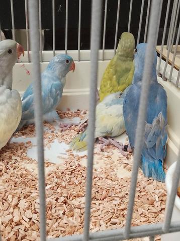 Tamme jonge Speciale kleuren Halsband Parkieten  beschikbaar voor biedingen