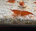 Red Sakura | Rode garnalen Neocaridina, Kreeft, Krab of Garnaal