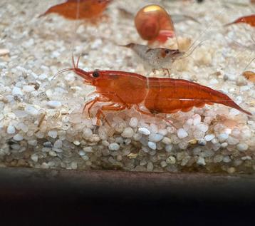 Red Sakura | Rode garnalen Neocaridina beschikbaar voor biedingen