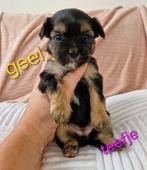 Boomer-puppies-teefje-reutje-puppy-puppy's, Dieren en Toebehoren, Overige rassen, 8 tot 15 weken, Meerdere, Meerdere dieren