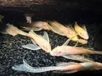 Ancistrus Longfin, Dieren en Toebehoren, Vis