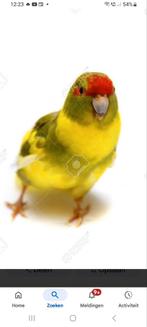 Kakariki('s) gezocht Apeldoorn e.o, Dieren en Toebehoren, Vogels | Parkieten en Papegaaien, Meerdere dieren, Parkiet
