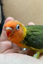 Jonge Agapornis fischeri dwergpapegaai, Dieren en Toebehoren, Vogels | Parkieten en Papegaaien, Geslacht onbekend, Dwergpapegaai of Agapornis