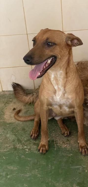 HzH-INDIA leuk podenco meisje zoekt warm thuis beschikbaar voor biedingen