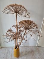 Berenklauw 3 grote bloem schermen ophalen in Rotterdam Zuid, Huis en Inrichting, Ophalen, Zo goed als nieuw