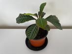 Madagascar jewel / Euphorbia Leuconeura kamerplant, Huis en Inrichting, Kamerplanten, Overige soorten, In pot, Minder dan 100 cm