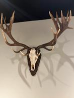 Edelhert Gewei op Plaat - Wanddecoratie, Ophalen