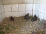 te koop chinese dwergkwartels, Dieren en Toebehoren, Pluimvee, Meerdere dieren, Overige soorten