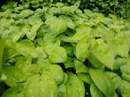 Epimedium, elfenbloem, Vaste plant, Volledige schaduw, Lente, Ophalen