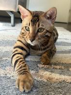 Exclusieve Bengaal Katers uit Toplijn - Met Stamboom, Dieren en Toebehoren, Katten en Kittens | Raskatten | Korthaar, Kater, Gechipt
