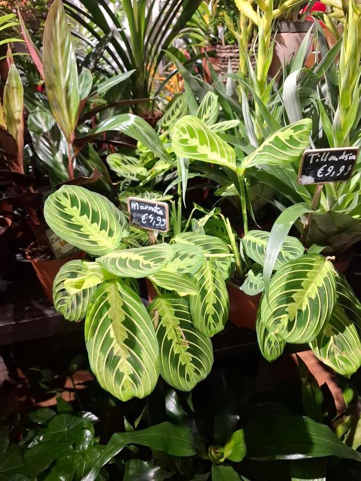 Maranta Lemon Lime, Huis en Inrichting, Kamerplanten, Overige soorten, Minder dan 100 cm, Groene kamerplant, Halfschaduw, In pot