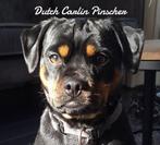 Carlin Pinscher pups, Dieren en Toebehoren, Honden | Bulldogs, Pinschers en Molossers, Overige rassen, CDV (hondenziekte), 8 tot 15 weken