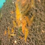 Caradina tangarine garnalen, Kreeft, Krab of Garnaal