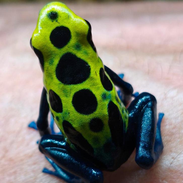 Dendrobates tinctorius 'Sipaliwini groen', Dieren en Toebehoren, Reptielen en Amfibieën, Amfibie, 0 tot 2 jaar