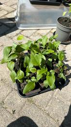 Witte echinea. Zonnehoed. Potmaat 9x9 jonge plant, Volle zon, Groenteplanten, Eenjarig, Ophalen of Verzenden