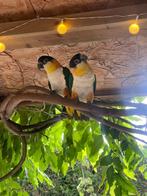 Zwartkop caique, Meerdere dieren, Papegaai, Geringd