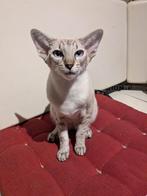 Siamese kittens, Dieren en Toebehoren, Katten en Kittens | Raskatten | Korthaar, Kater, Ontwormd, 0 tot 2 jaar