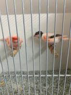mooi koppel harlekijnkanaries 2025, Meerdere dieren, Postuurkanarie