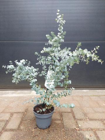 Eucalyptus Gunnii 'Blue Ice' - Eucalyptusplant/Gomboom H74cm beschikbaar voor biedingen