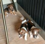 Prachtige laagbenige jack russel pups, Dieren en Toebehoren, Honden | Jack Russells en Terriërs, Jack Russell Terriër, CDV (hondenziekte)