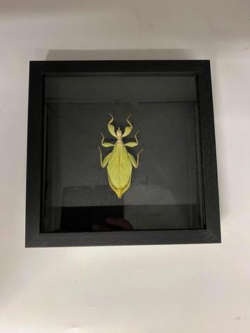 Wandelend blad Phyllium Tobeloense beschikbaar voor biedingen