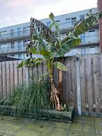 Bananenplant, Tuin en Terras, Planten | Bomen, Ophalen of Verzenden, Volle zon, Overige soorten