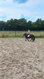Plek op een weiland gezocht voor 1 maand voor 2 shetlanders, Dieren en Toebehoren