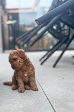 Nog een teefje beschikbaar Rode toy Poedel, Dieren en Toebehoren, Honden | Poolhonden, Keeshonden en Oertypen, Overige rassen