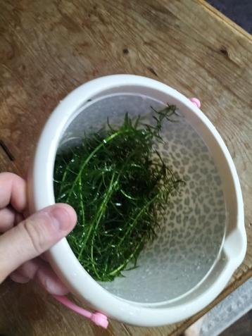 Flinke emmer waterpest/Elodea Densa beschikbaar voor biedingen