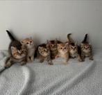 Britse korthaar kittens Golden shaded/ Black Golden Shaded, Dieren en Toebehoren, Meerdere dieren, Gechipt, 0 tot 2 jaar