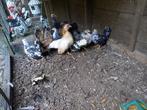 Serama krielen te koop, Dieren en Toebehoren, Pluimvee, Meerdere dieren, Kip