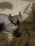 sphynx, Kater, 0 tot 2 jaar