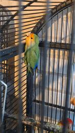 Agapornis roseicollie, Geslacht onbekend, Dwergpapegaai of Agapornis