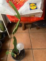 Dragonfruit Plant - Wegens Verhuizing, Tuin en Terras, Ophalen, Volle zon, Vaste plant, Zomer