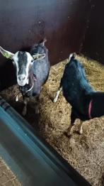 Te koop koppel toggenburger geiten alpine., Dieren en Toebehoren, Schapen, Geiten en Varkens, Meerdere dieren, Geit