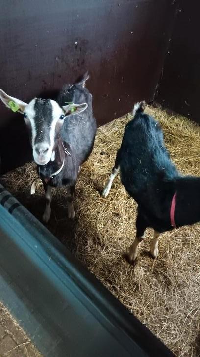 Te koop alpine (toggenburger) geiten, Dieren en Toebehoren, Schapen, Geiten en Varkens, Geit, Meerdere dieren