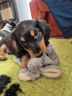 Laatste reutje dwerg langhaar mag verhuizen!!, Parvo, Reu, 8 tot 15 weken, Dwerg