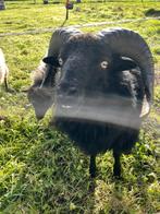 Mooie Ousseant Ram, Dieren en Toebehoren, Mannelijk, Schaap, 3 tot 5 jaar