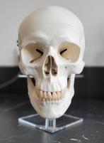 Oude Anatomische  Medische studie Schedel van een mens, Ophalen of Verzenden, Zo goed als nieuw
