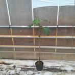 Vijgenboom | Ficus carica 'Brown turkey', Ophalen, Vijgenboom, Lente