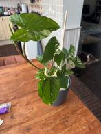 Syngonium albo variegata op pon, Huis en Inrichting, Kamerplanten, Ophalen of Verzenden, Overige soorten, Minder dan 100 cm
