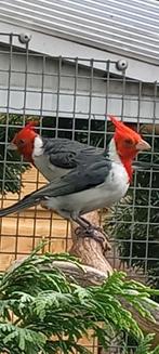 Roodkuifkardinaal, Dieren en Toebehoren, Meerdere dieren, Wildzangvogel, Geringd