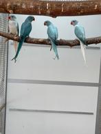 Verschillende koppels halsbandparkieten / halsband parkiet, Dieren en Toebehoren, Vogels | Parkieten en Papegaaien, Meerdere dieren
