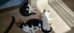 Lieve kitten beschikbaar, Dieren en Toebehoren, Poes