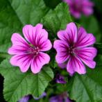 Zaden groot kaasjeskruid (Malva sylvestris), Ophalen of Verzenden, Voorjaar, Zaad, Volle zon