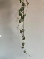 Stekjes Chinees lantaarnplantje (“Ceropegia Woodii”), Huis en Inrichting, Kamerplanten, Groene kamerplant, Ophalen of Verzenden